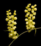 Image of Dioscorea hastifolia Nees