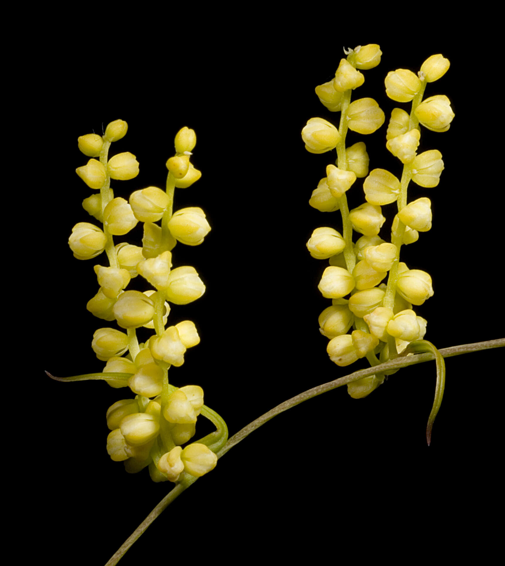 Image of Dioscorea hastifolia Nees