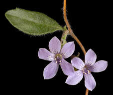 Image of Marianthus parviflorus (DC.) F. Müll.