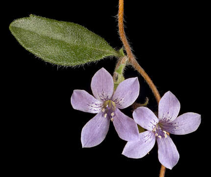 Image of Marianthus parviflorus (DC.) F. Müll.