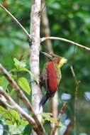 Image of Checker-throated Woodpecker