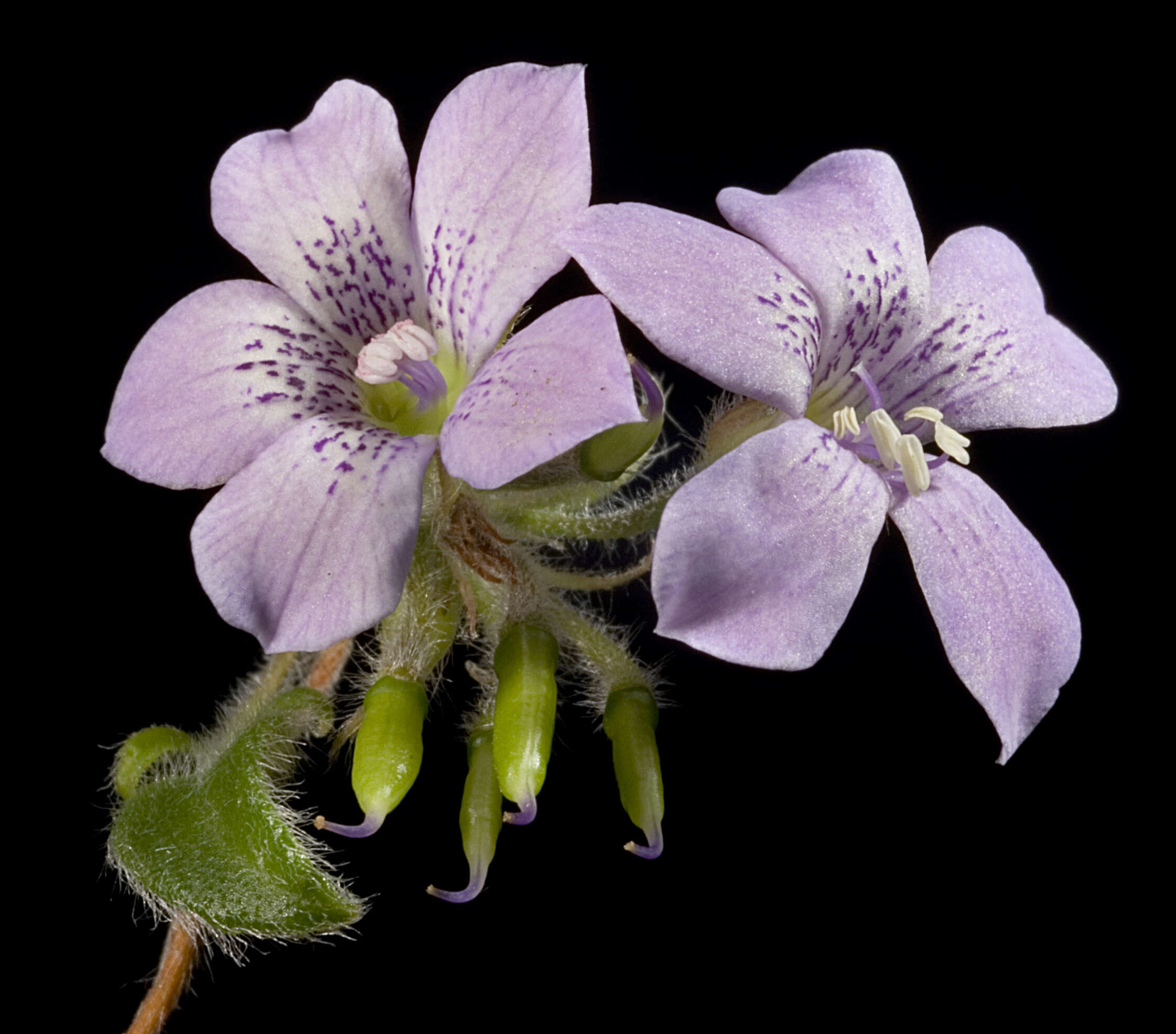 Image of Marianthus parviflorus (DC.) F. Müll.