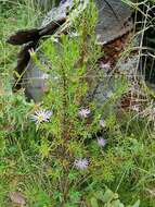 Olearia tenuifolia (DC.) Benth. resmi