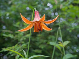 Lilium canadense L. resmi