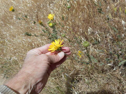 Image of hairy gumweed