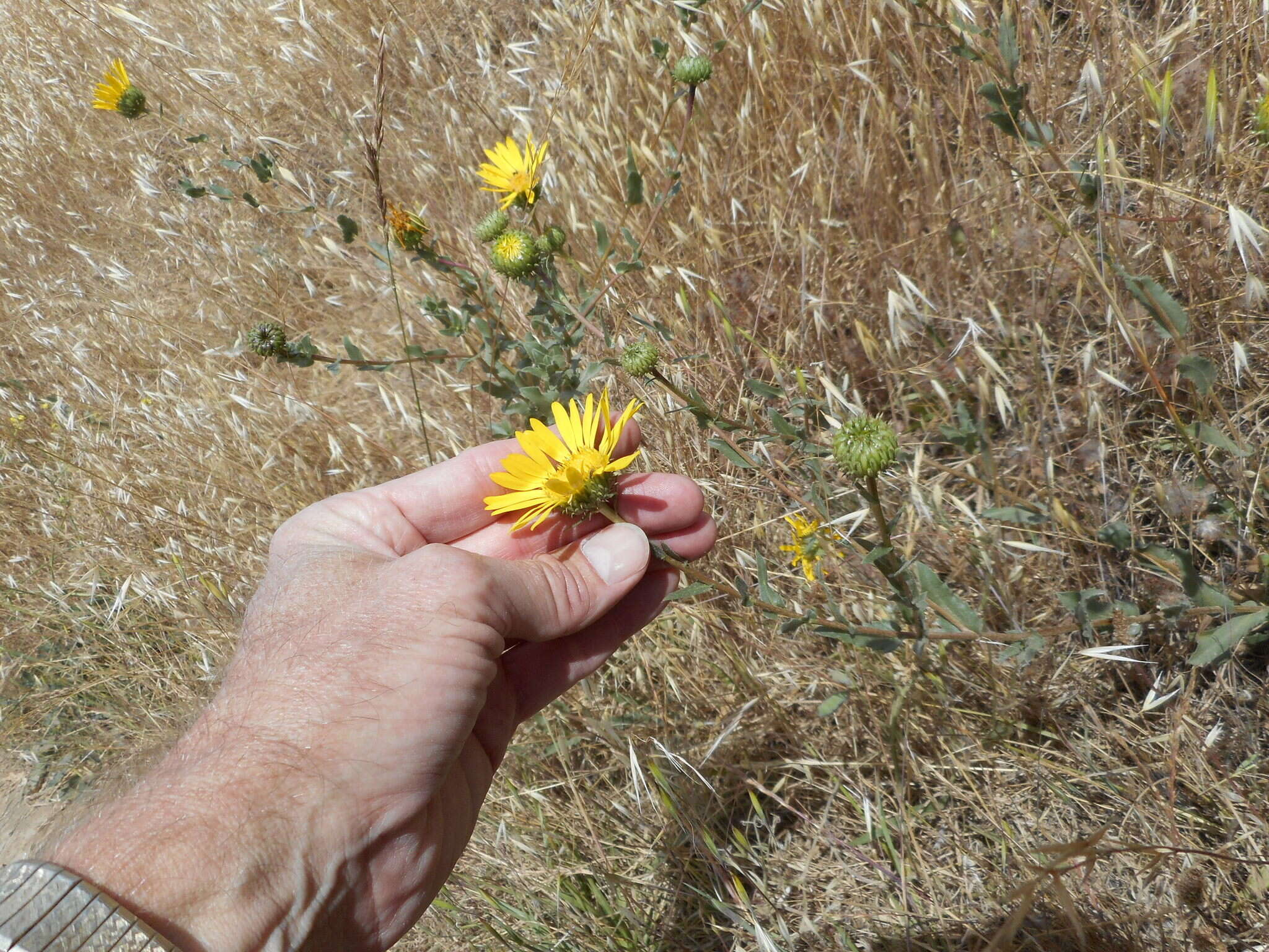 Слика од Grindelia hirsutula Hook. & Arn.