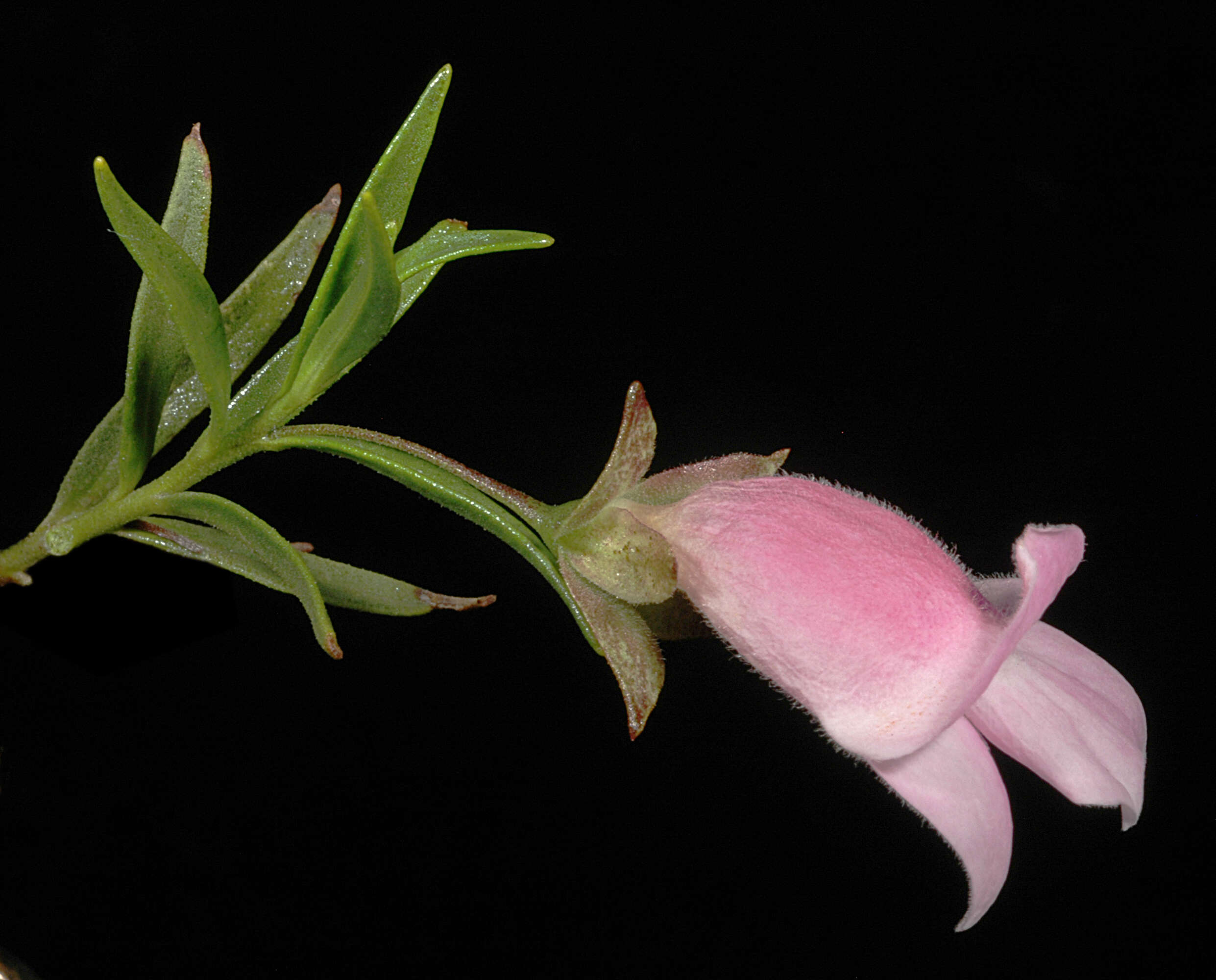 Image of Eremophila clarkei Oldfield & F. Muell.