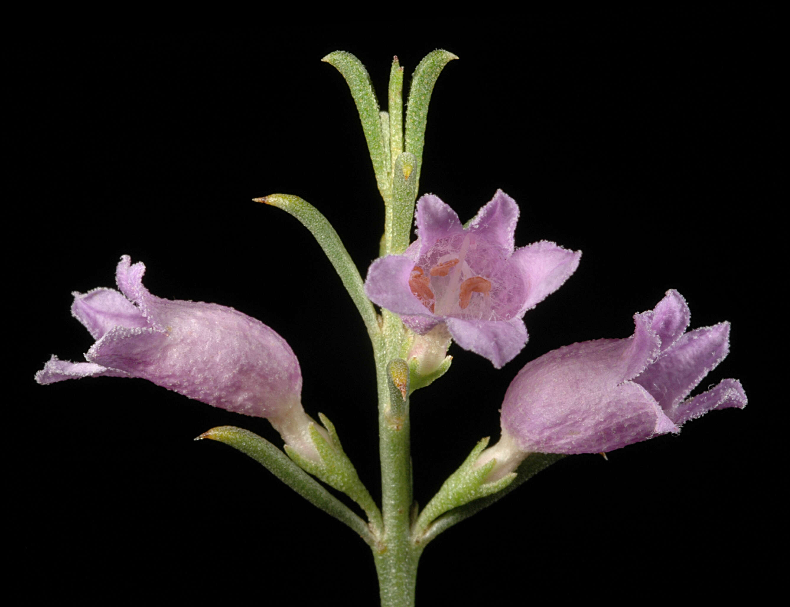 صورة Eremophila scoparia (R. Br.) F. Muell.