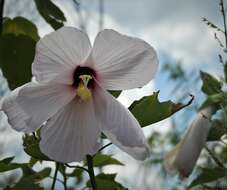 Hibiscus grandiflorus Michx.的圖片