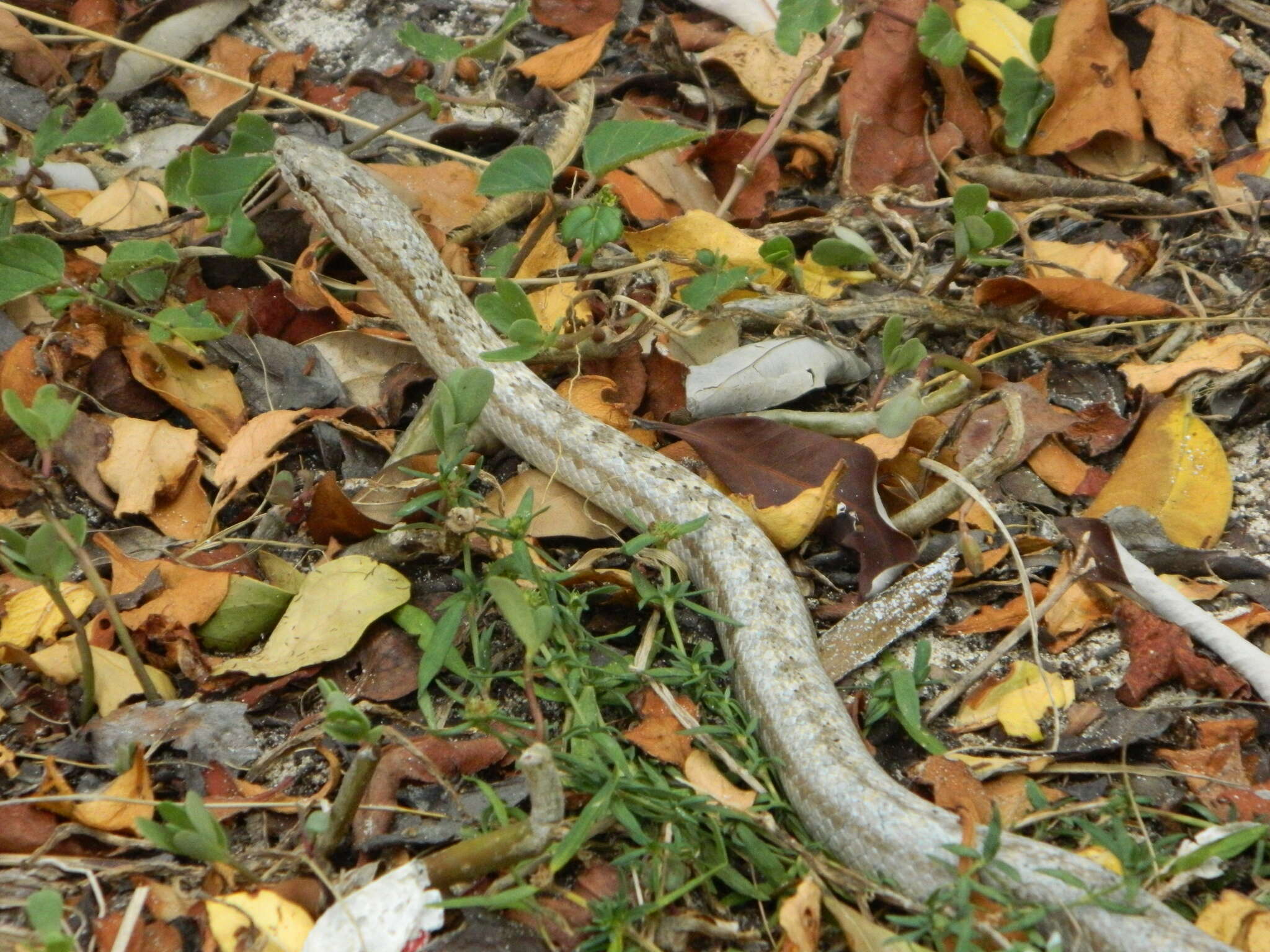 Image of Antiguan Racer