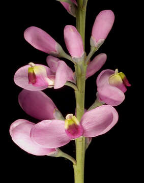 Image of Liniment Plant