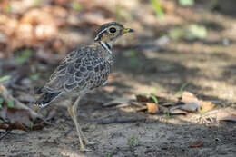 Image of Three-banded Courser