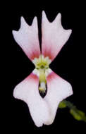 Image de Stylidium calcaratum R. Br.