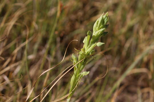 Image of Habenaria pumila Poepp.