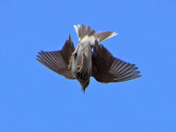 Image of Anthus trivialis trivialis (Linnaeus 1758)