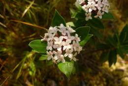 Image of Pimelea gnidia (J. R. & G. Forst.) Willd.