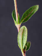 Image of Helianthemum nummularium subsp. obscurum (Celak.) J. Holub