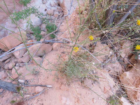 Imagem de Xanthisma spinulosum var. gooddingii (A. Nels.) D. R. Morgan & R. L. Hartman