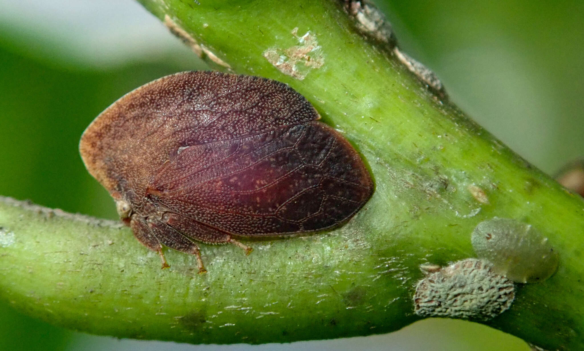 Image of Stegaspis fronditia Linnaeus 1758