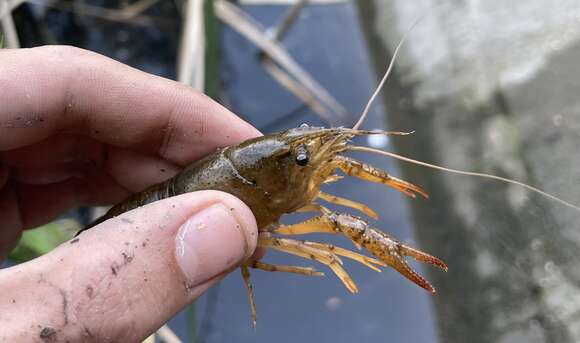 Image of <i>Procambarus virginalis</i>