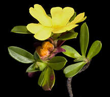 Image of Hibbertia cuneiformis (Labill.) Smith