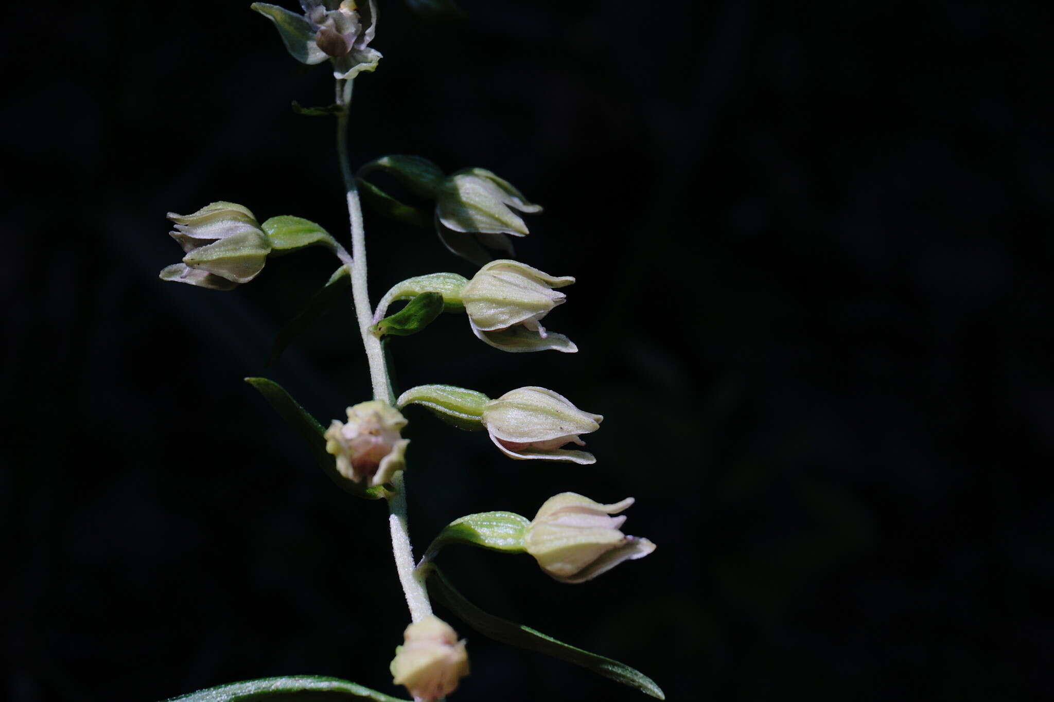 Image of Narrow-lipped helleborine