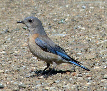 Image of Western Bluebird