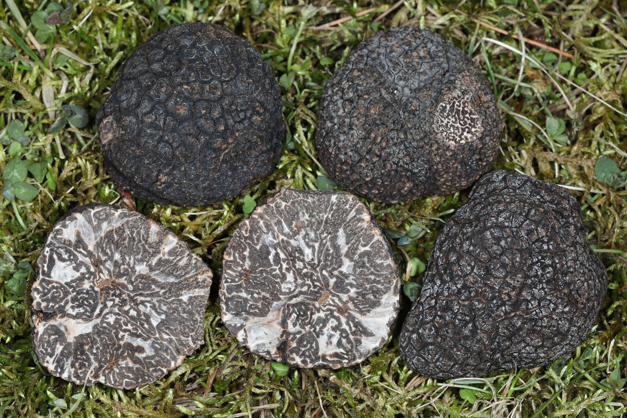 Image of Black Périgord Truffle