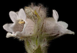 Image of Hemiphora bartlingii (Lehm.) B. J. Conn & Henwood