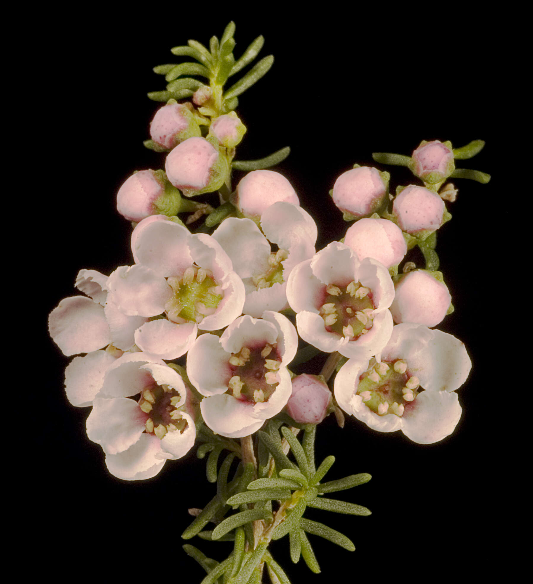 Imagem de Babingtonia camphorosmae (Endl.) Lindl.