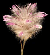 Image of Ptilotus manglesii