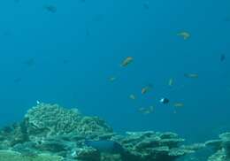 Image of Blue Spotted Wrasse