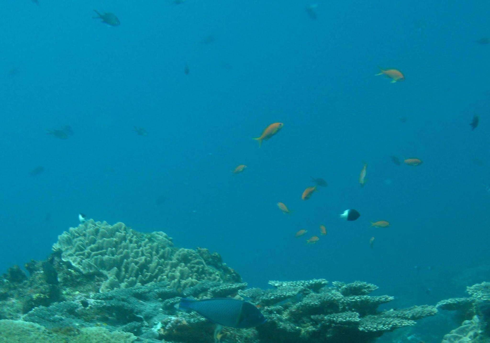 Image of Blue Spotted Wrasse