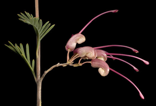 Image of Grevillea pectinata R. Br.