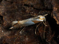 Image of Phyllonorycter roboris (Zeller 1839)