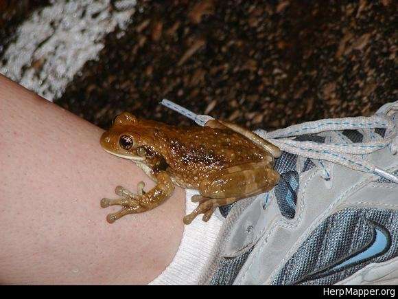 Image of Vermiculated Tree Frog