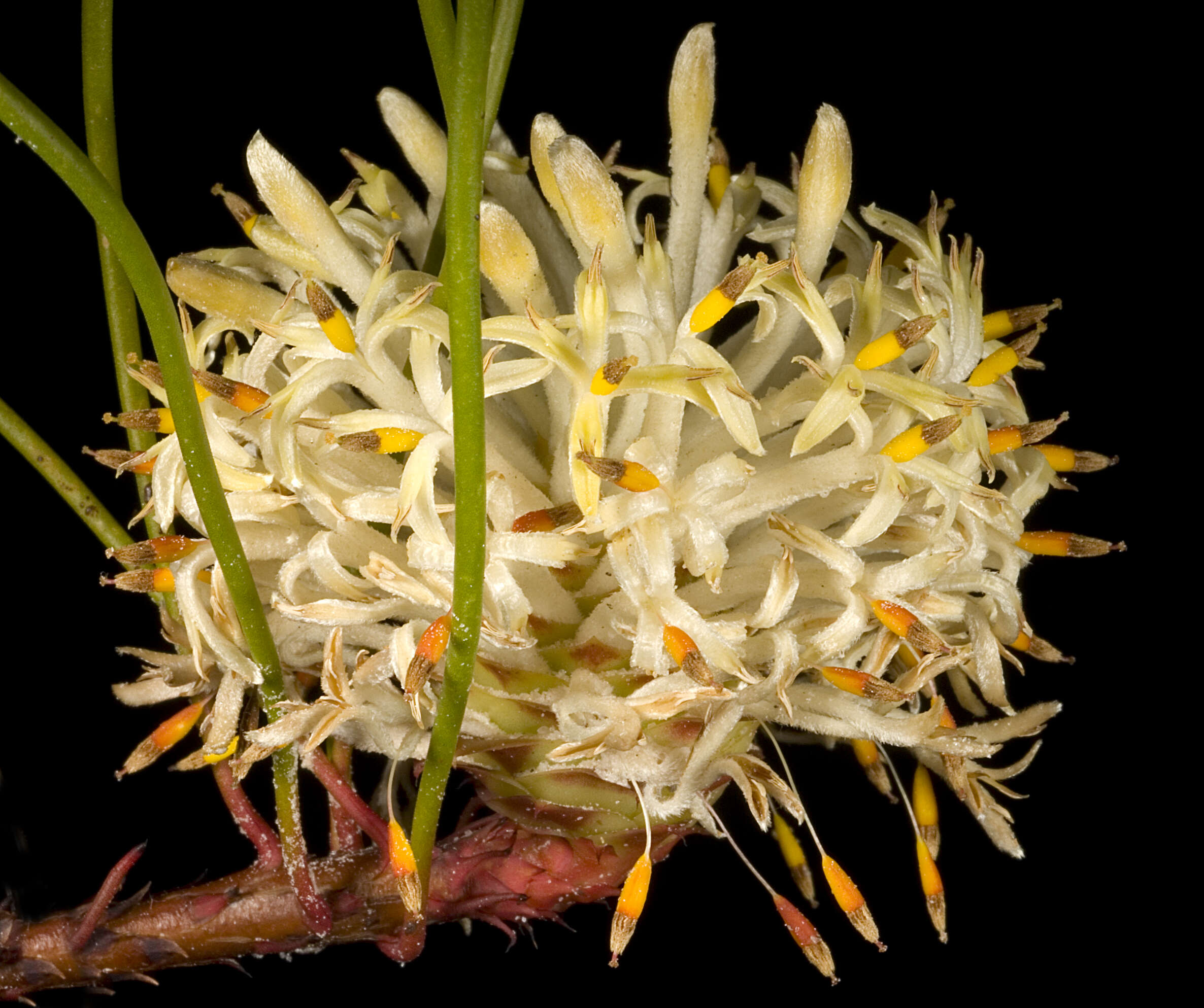 Image of Petrophile prostrata Rye & Hislop