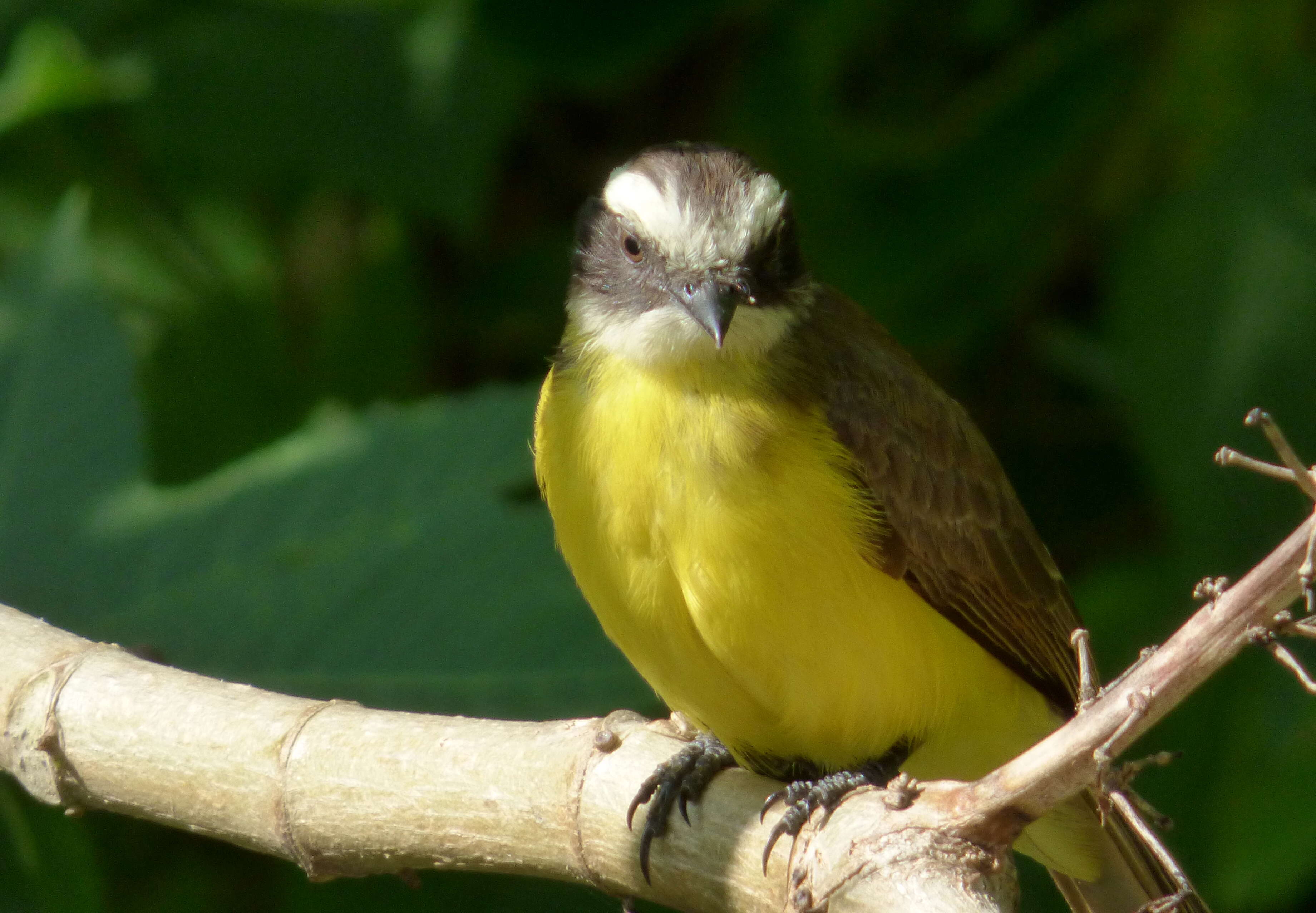 صورة Myiozetetes cayanensis (Linnaeus 1766)