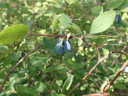 Image of Lonicera caerulea subsp. altaica (Pall.) Gladkova