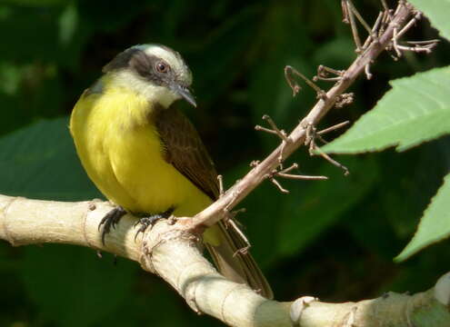 صورة Myiozetetes cayanensis (Linnaeus 1766)