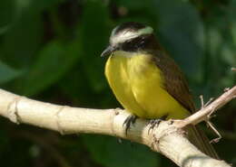 Image of Rusty-margined Flycatcher