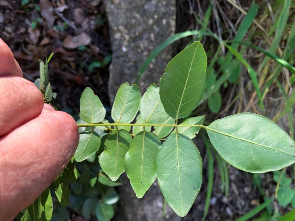 Plancia ëd Austrosteenisia blackii (F. Muell.) R. Geesink