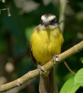 Image of Rusty-margined Flycatcher