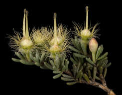 Image of Verticordia oxylepis Turcz.