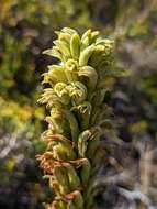 Image of Chloraea cylindrostachya Poepp.