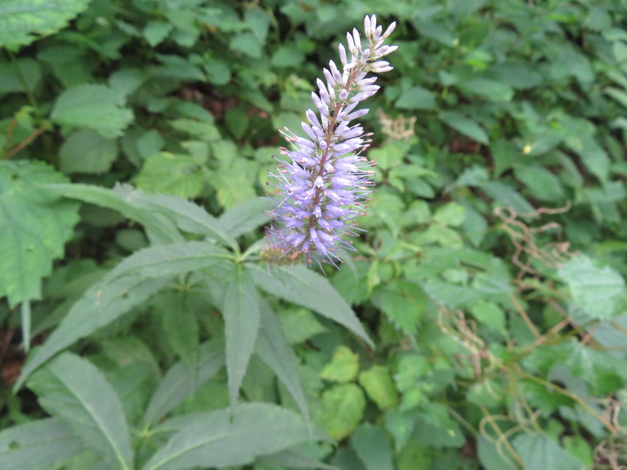 Image of Veronicastrum japonicum (Nakai) T. Yamazaki