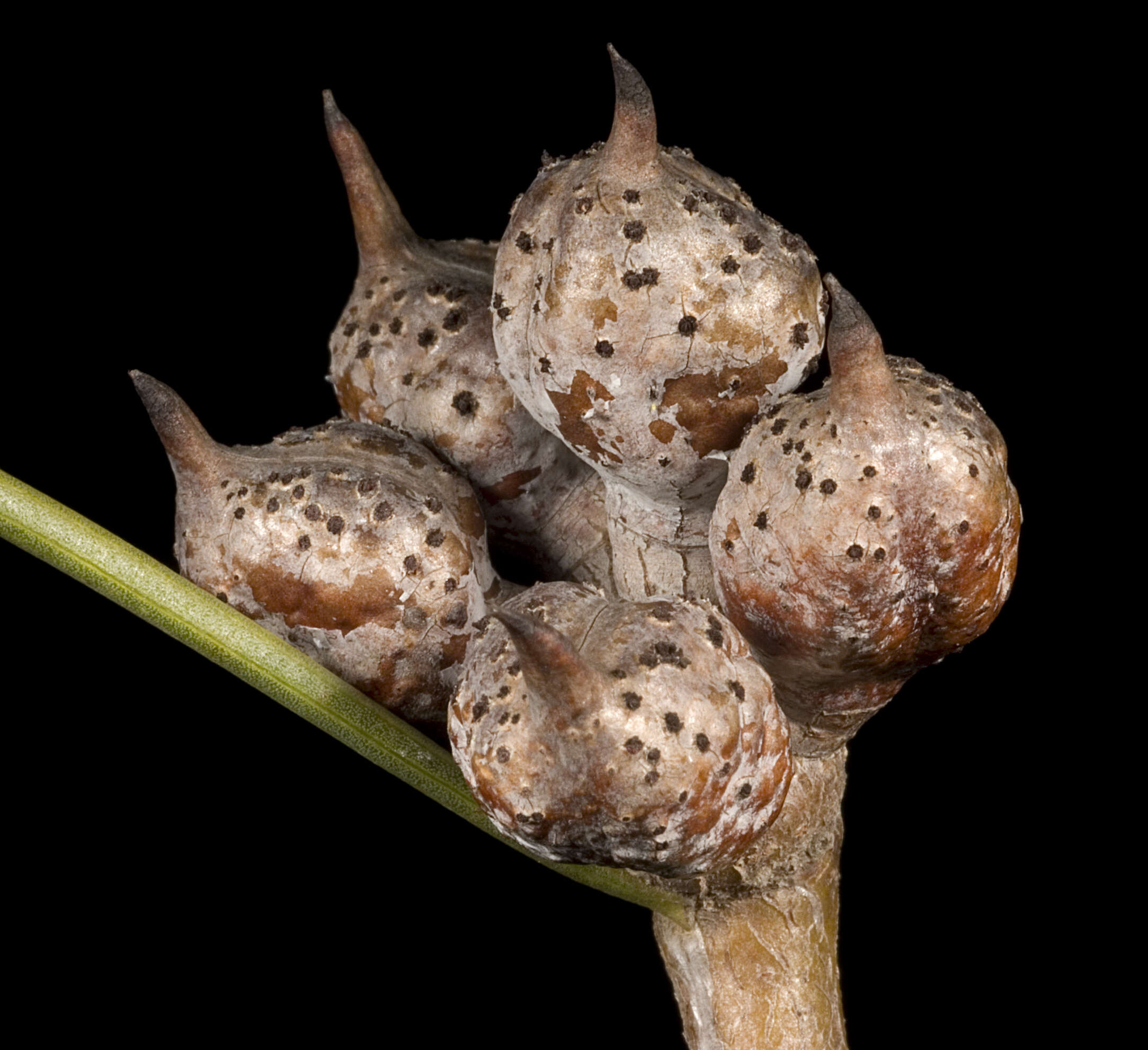 Image of pincushion tree