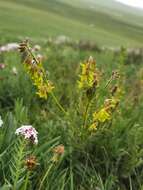 Astragalus floridulus D. Podl.的圖片