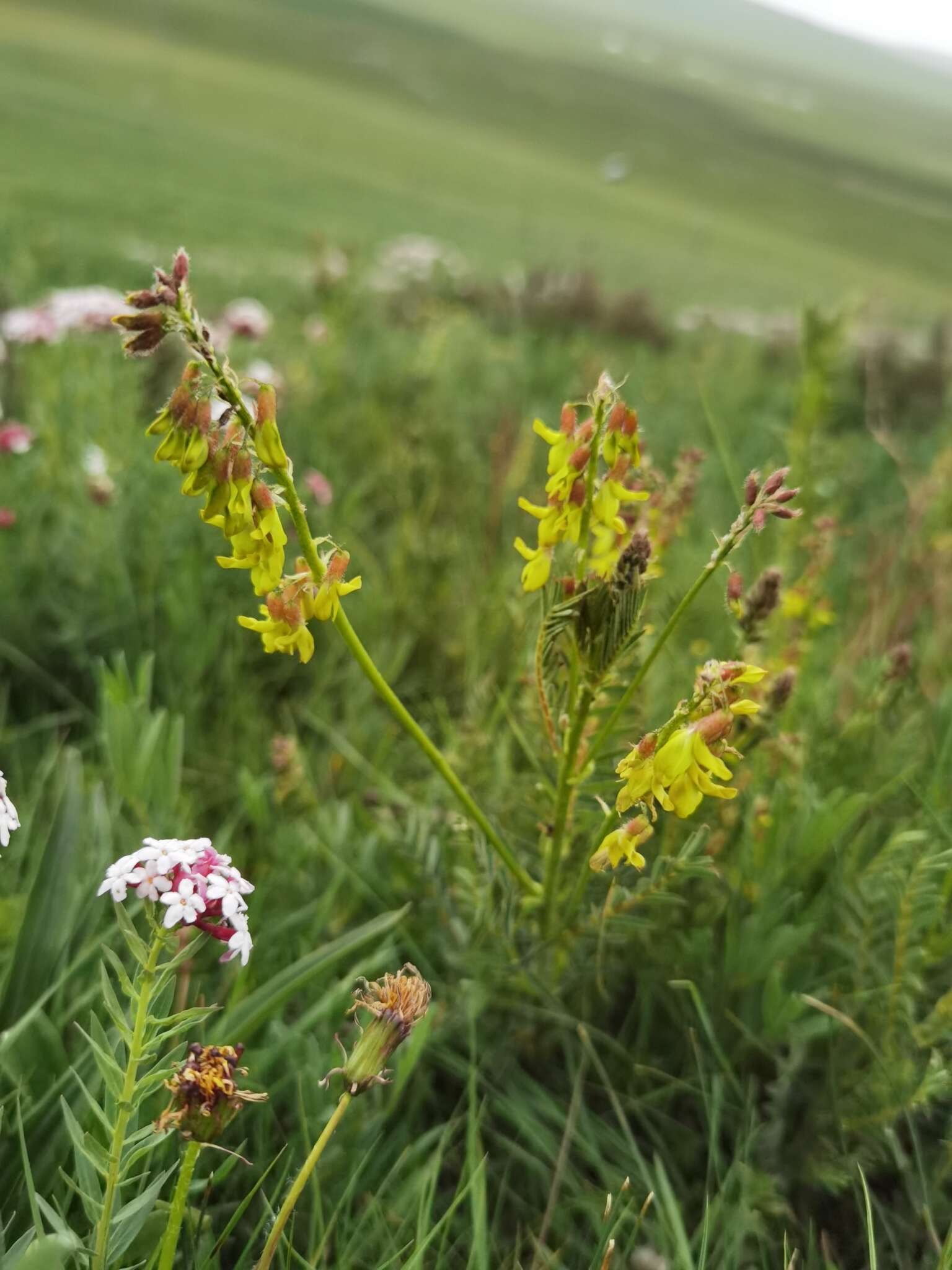 Astragalus floridulus D. Podl.的圖片