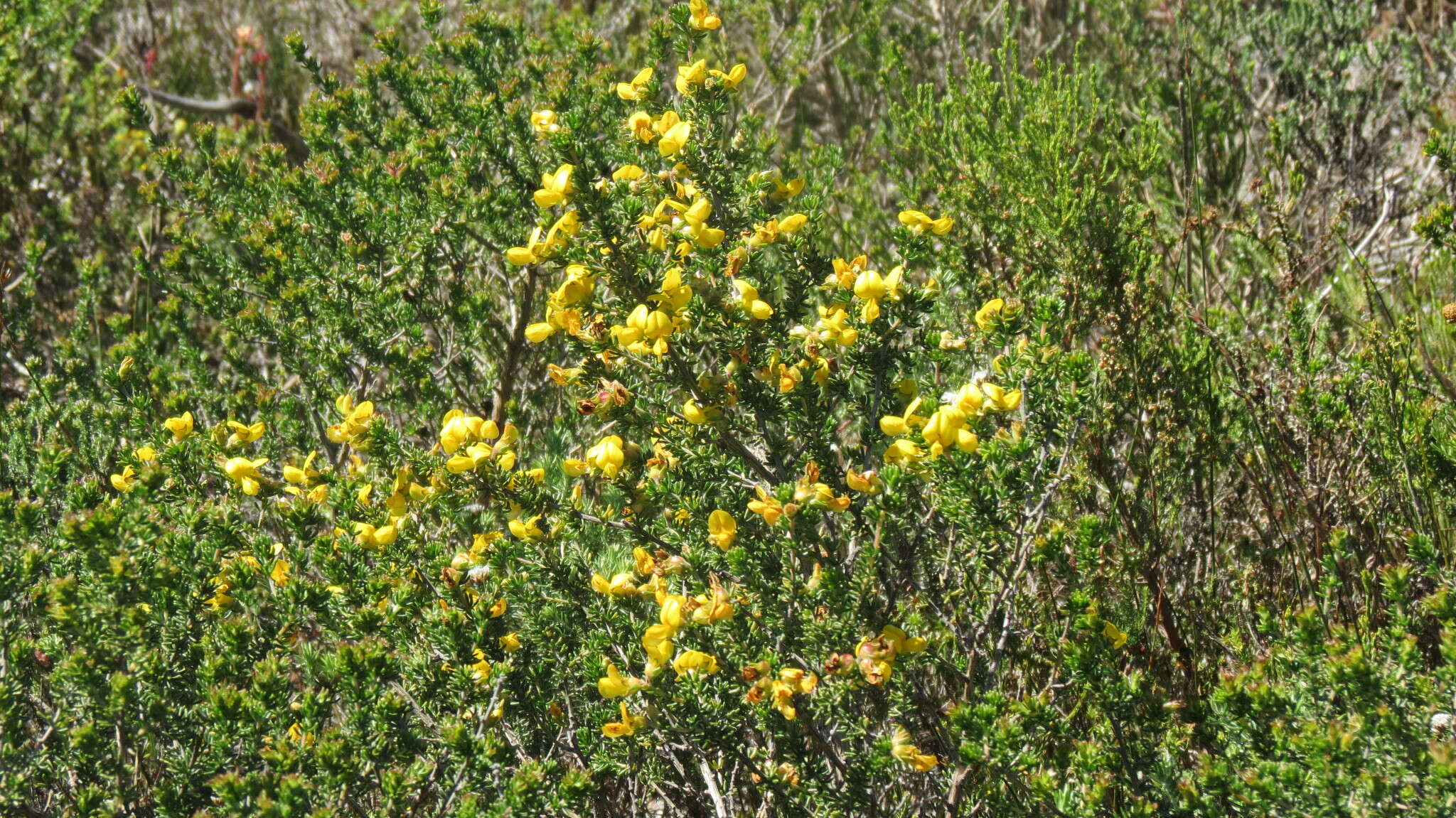 صورة Aspalathus capensis (Walp.) R. Dahlgren